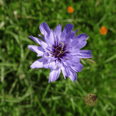 Des images de diff�rentes plantes